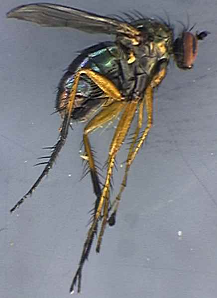 Dolichopus brevipennis